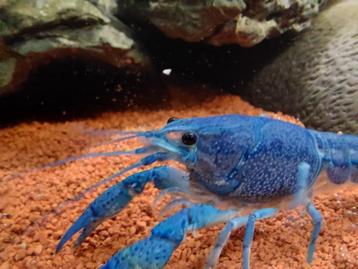Jonge Blauwe Florida kreeft – Procambarus Alleni beschikbaar voor biedingen