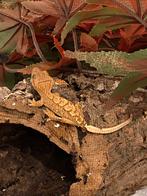 Wimpergekko nr.2 (Correlophus ciliatus), Dieren en Toebehoren, Hagedis, 0 tot 2 jaar