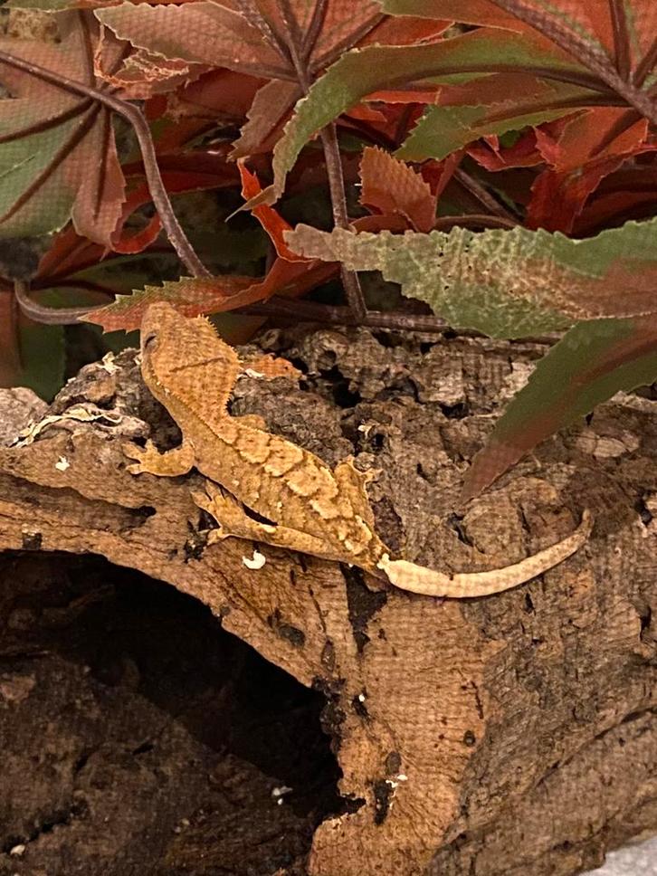 Wimpergekko nr.2 (Correlophus ciliatus), Dieren en Toebehoren, Reptielen en Amfibieën, Hagedis, 0 tot 2 jaar