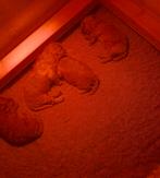 Toy poedel pups, Dieren en Toebehoren, Poedel, Rabiës (hondsdolheid), 8 tot 15 weken, Meerdere