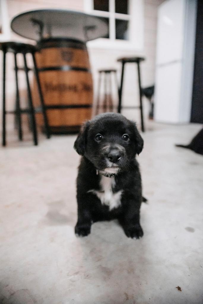 NOG 2 REUTJES! Labrador/golden retriever/border collie pups, Dieren en Toebehoren, Honden | Beagles, Bassets en Lopende honden