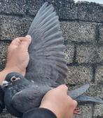 Postduif LEUS kweek duivin., Dieren en Toebehoren, Vrouwelijk, Postduif