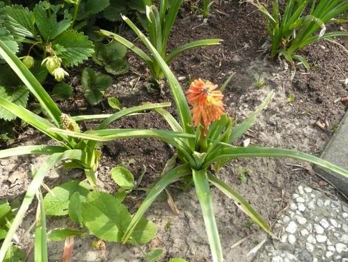 Vuurpijl (vaste plant), Tuin en Terras, Planten | Tuinplanten, Vaste plant, Overige soorten, Volle zon, Zomer, Ophalen