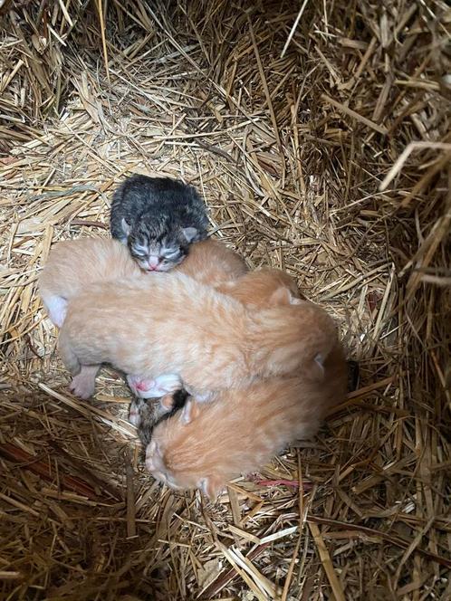 6 boerderijkittens, Dieren en Toebehoren, Katten en Kittens | Overige Katten, Meerdere dieren