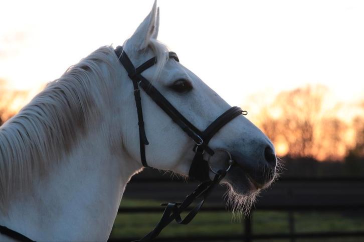 Stalling gezocht voor lieve 15jarige NRPS ruin, Dieren en Toebehoren, Stalling en Weidegang, Stalling, Weidegang, 1 paard of pony