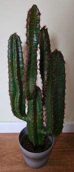 Grote Kunstcactus - 70cm -  niet van echt te onderscheiden, Ophalen, Zo goed als nieuw, Binnen