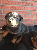 Prachtige Rotweiler pups mogen bijna verhuizen!, Parvo, 8 tot 15 weken, Meerdere, Meerdere dieren