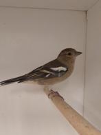 0-1 Europese vink, Dieren en Toebehoren, Vogels | Overige Vogels, Vrouwelijk, Wildzangvogel, Geringd