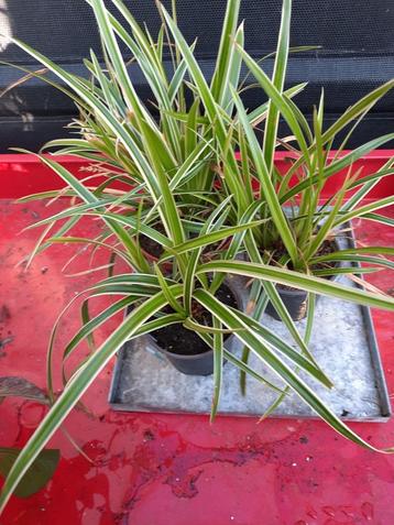 Carex, Zegge beschikbaar voor biedingen