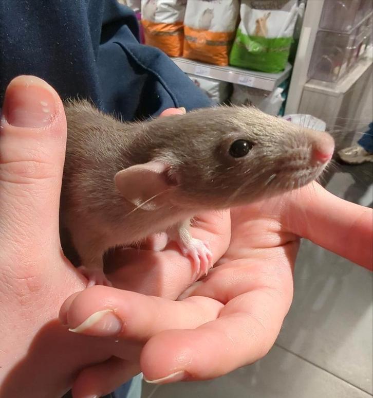 Ratjes super super lief en super tam, Dieren en Toebehoren, Knaagdieren, Meerdere dieren, Rat, Januari, Tam