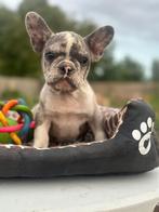 Franse bulldog merle pup lief en speels, Dieren en Toebehoren, Honden | Bulldogs, Pinschers en Molossers, België, Particulier