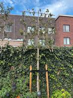 Leibomen - 2 stuks, Ophalen, Bloeit niet, Leiboom, Halfschaduw