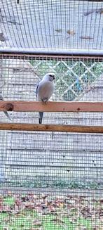 Blauwe prachtrosella man, Dieren en Toebehoren, Vogels | Parkieten en Papegaaien, Mannelijk, Parkiet, Geringd
