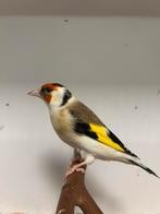 2-3 grote putters, Dieren en Toebehoren, Vogels | Overige Vogels, Meerdere dieren, Wildzangvogel, Geringd