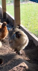 Zijdehoen haantje, gratis af te halen, Dieren en Toebehoren, Pluimvee, Mannelijk, Kip