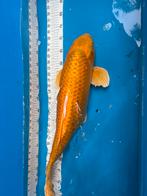 62 cm goud/gele koi, Dieren en Toebehoren, Vissen | Vijvervissen, Karper of Koi