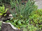 Vijverbak, Tuin en Terras, Vijvers, Ophalen of Verzenden