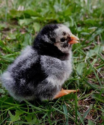 Wyandotte hen kuiken zwart wit beschikbaar voor biedingen