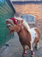 Vezorger gezocht! Leukste pony zoekt maatje, Dieren en Toebehoren, Ophalen of Verzenden