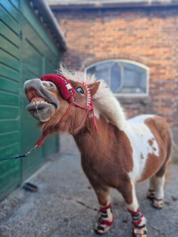 Vezorger gezocht! Leukste pony zoekt maatje beschikbaar voor biedingen