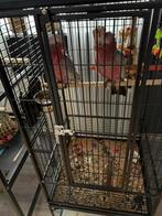 Rose kaketoe,s, Dieren en Toebehoren, Meerdere dieren, Papegaai, Geringd