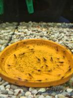 Garnaaltjes mix te koop, Kreeft, Krab of Garnaal