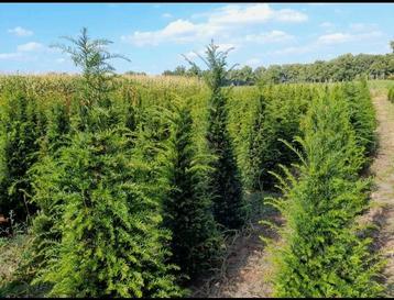 Taxus baccata. beschikbaar voor biedingen