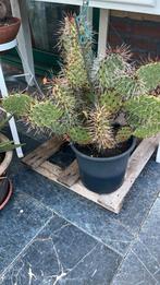 Grote cactus, Ophalen, Overige soorten, Volle zon
