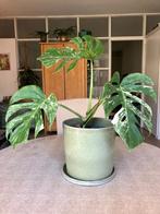 Prachtige Monstera Variegata, Huis en Inrichting, Kamerplanten, Ophalen of Verzenden, Overige soorten, Minder dan 100 cm