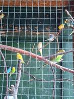 3 parkieten te koop, Dieren en Toebehoren, Meerdere dieren, Parkiet