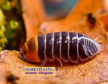 Armadillidium flavoscutatum Redhead isopods / pissebedden beschikbaar voor biedingen