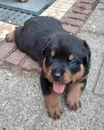 Rottweiler pups, Dieren en Toebehoren, 8 tot 15 weken, Meerdere, Meerdere dieren, Rottweiler