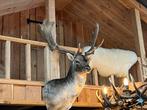 Opgezette kop Damhert opgezet dier taxidermie veluwe, Verzamelen, Dierenverzamelingen, Ophalen, Nieuw, Wild dier, Opgezet dier