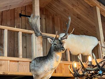Opgezette kop Damhert opgezet dier taxidermie veluwe beschikbaar voor biedingen