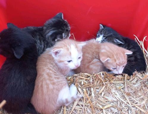 Jonge kittens, Dieren en Toebehoren, Katten en Kittens | Overige Katten, Meerdere dieren