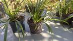 Siergras - Irish Green - meerdere stuks -per stuk €0,75, Tuin en Terras, Ophalen, Zomer, Vaste plant, Siergrassen