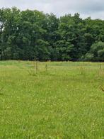 weide aangeboden, Dieren en Toebehoren, Stalling en Weidegang, Weidegang, 2 of 3 paarden of pony's