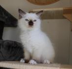 Ragdoll kittens met Stamboom, Dieren en Toebehoren, Katten en Kittens | Raskatten | Langhaar, Meerdere dieren, Gechipt