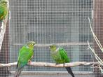 pyrrhura egregia, lepida, perlata, pacifica 2025, Dieren en Toebehoren, Vogels | Parkieten en Papegaaien, Meerdere dieren, Parkiet