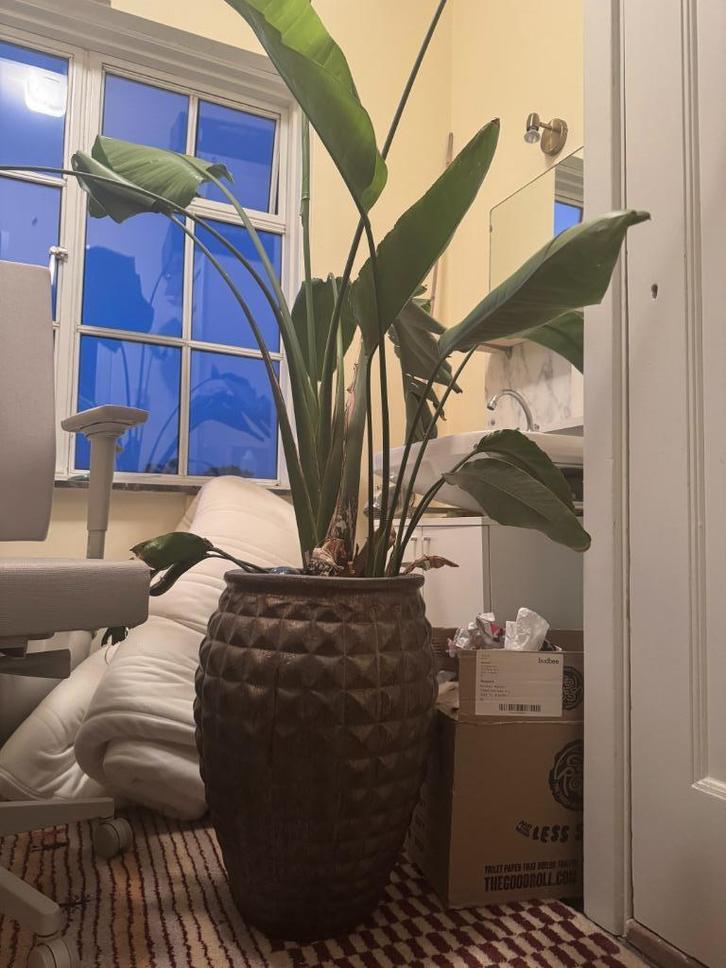 Strelitzia Nicolai (Paradijsvogelplant) – Grote kamerplant m, Huis en Inrichting, Kamerplanten, Overige soorten, 200 cm of meer