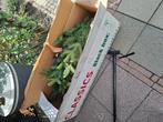 Nieuwe kerstboom185 hoog  30 euro, Tuin en Terras, Droogmolens en Wasrekken, Ophalen of Verzenden, Zo goed als nieuw, Wasrek