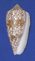 Schelpen, Conus textile, Ophalen of Verzenden, Schelp(en)