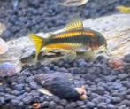 Corydora gold lazer, Dieren en Toebehoren, Vissen | Aquariumvissen, Vis