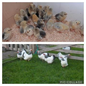 ❤ 12 Kuikentjes 2 dagen oud kuikens wyandotte kriel  beschikbaar voor biedingen