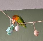 Agapornis 2,5 maanden oud, Geslacht onbekend, Tropenvogel, Tam