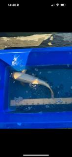 Koi’s te koop, Dieren en Toebehoren, Vissen | Vijvervissen, Karper of Koi