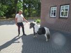 drie zeer kleine merrietjes, Merrie, 0 tot 2 jaar, A pony (tot 1.17m), Gechipt