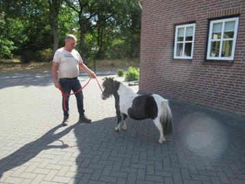 drie zeer kleine merrietjes beschikbaar voor biedingen