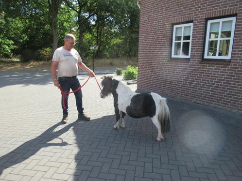 drie zeer kleine merrietjes, Dieren en Toebehoren, Pony's, Merrie, A pony (tot 1.17m), Recreatiepony, 0 tot 2 jaar, Gechipt, Ontwormd