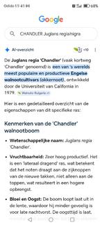 Te koop walnoten bomen CHANDLER Juglans regia/nigra REGIA., Ophalen of Verzenden, Nieuw